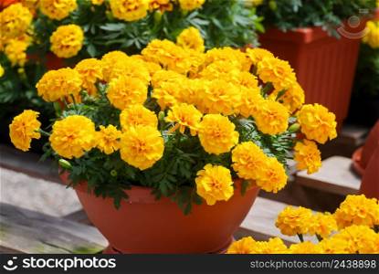 Tagetes patula French marigold in bloom, yellow flowers, green leaves, pot plant full bloom. Tagetes patula French marigold in bloom, yellow flowers, green leaves full bloom