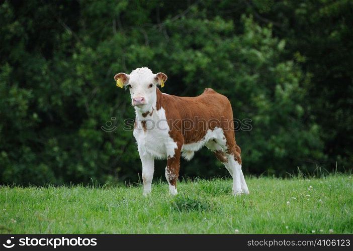 Tagged calf