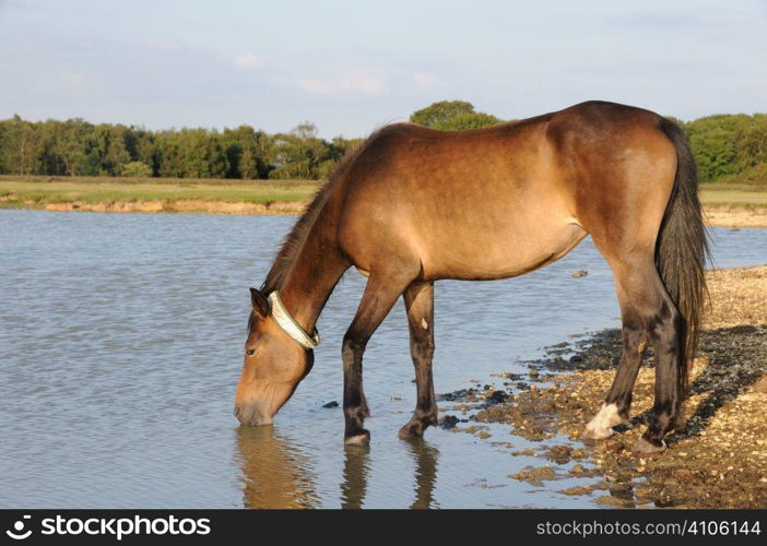 Tagged New Forest pony at a waterhole