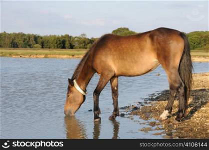 Tagged New Forest pony at a waterhole