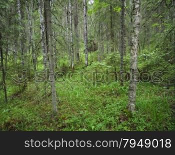 taiga forest