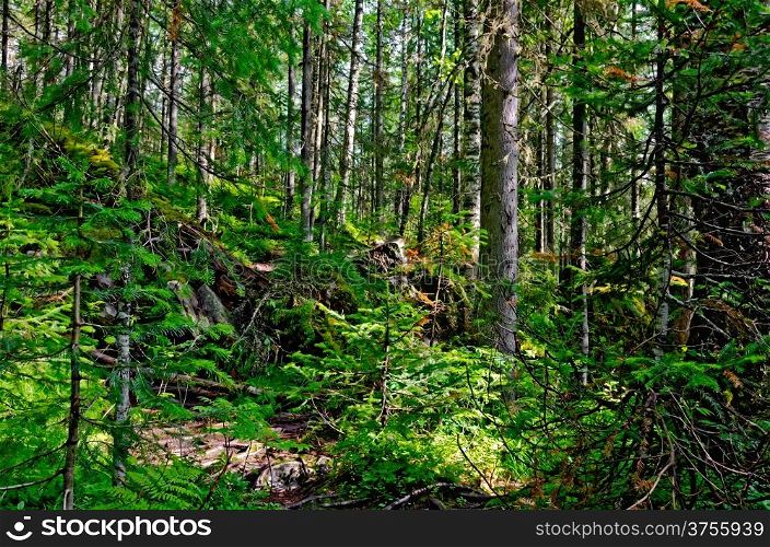 Taiga with green pine trees in the mountains of Northern Urals