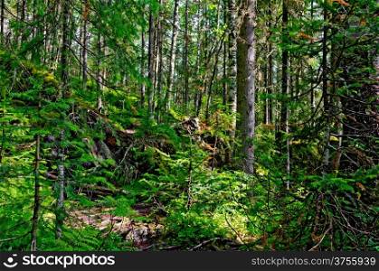 Taiga with green pine trees in the mountains of Northern Urals