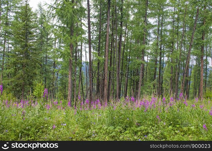 Taiga with medicinal plant willow-herb in Russia
