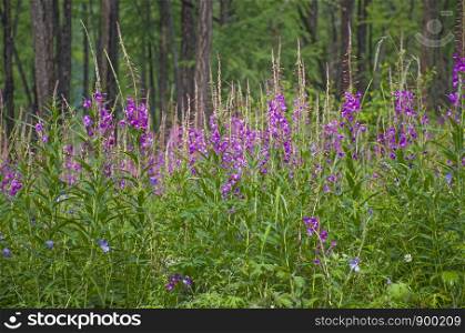 Taiga with medicinal plant willow-herb in Russia