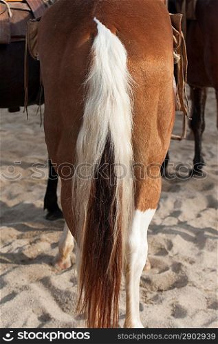 Tail of a horse, Sayulita, Nayarit, Mexico