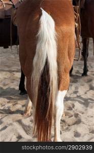 Tail of a horse, Sayulita, Nayarit, Mexico