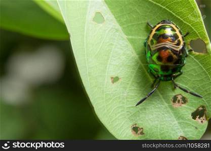 Take a close-up shot of a green ladybug.