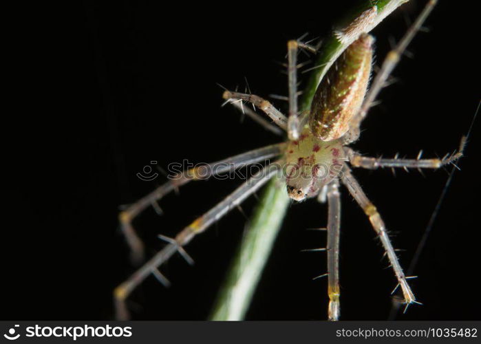 Take a close-up spider