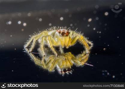 Take a close-up spider