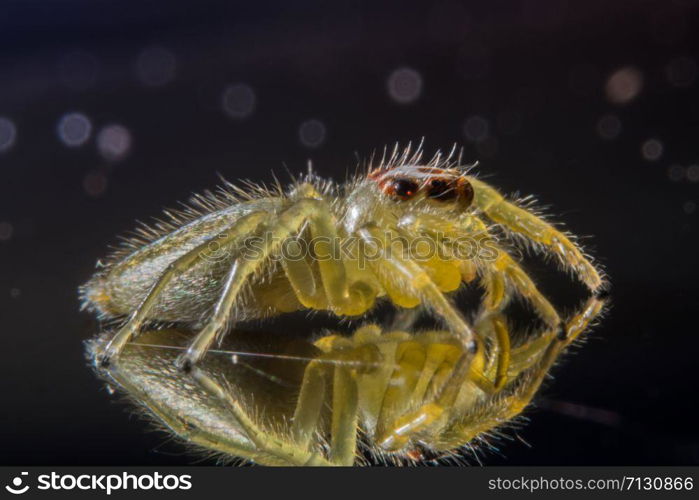 Take a close-up spider