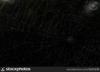 Take a close-up spider on a spider web