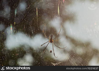 Take a close-up spider on a spider web