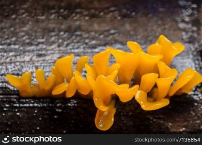 Take photos near the orange mushrooms.