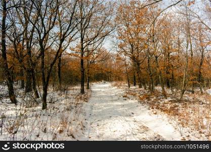 Taking a long walk in the snowy forest near Pecs, Hungary