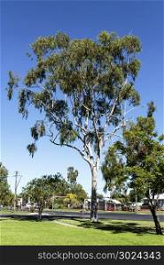 Tall and mature eucalyptus tree, of the Myrtaceae family, in a public park in Inglewood, Queensland, Australia
