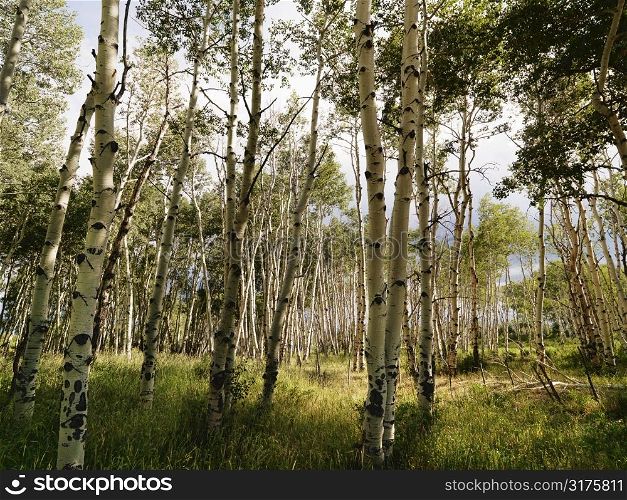 Tall Aspen tress growing in forest.