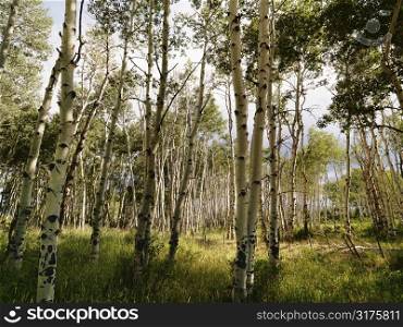 Tall Aspen tress growing in forest.