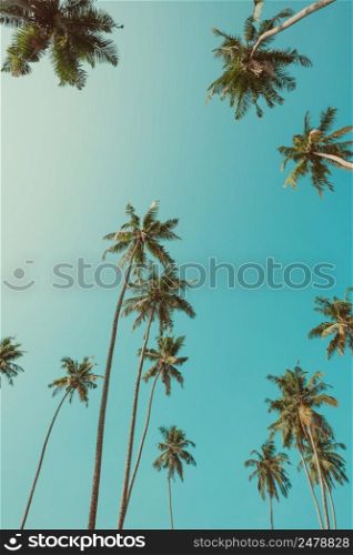Tall beach palm trees with coconuts vintage color filtered