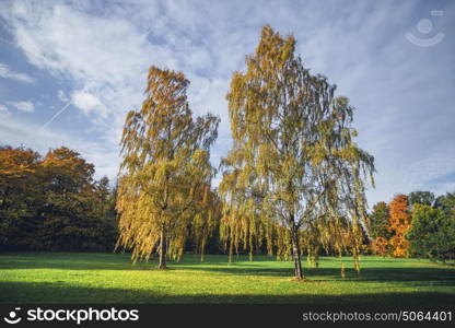 Tall birch trees in autumn colors in a park in the fall with green grass and blue sky