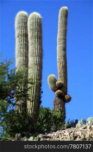 Tall cactus and bush on the top of hill in Humahuaca, Argentina