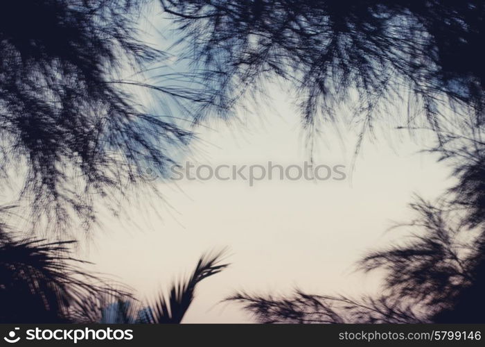 Tall coconut palm trees against the sky