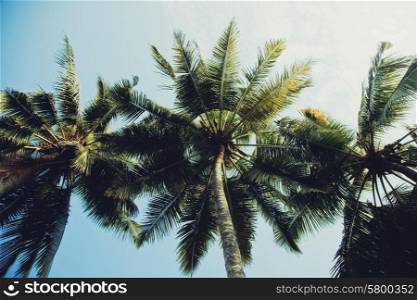 Tall coconut palm trees against the sky