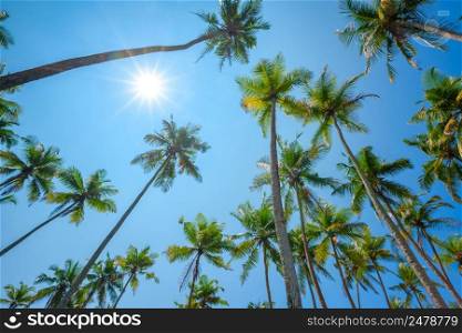 Tall coconut tropical palm trees over blue summer sky background with sun rays and circle