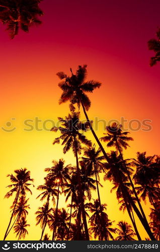 Tall coconut tropical palm trees silhouette at warm vivid summer sunset time