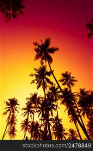 Tall coconut tropical palm trees silhouette at warm vivid summer sunset time