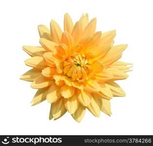Tall dahlia plant with large flowers, isolated on a white background