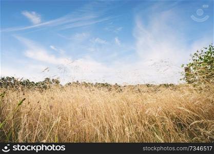 Tall dry grass in the summer under a blue sky on a hot day