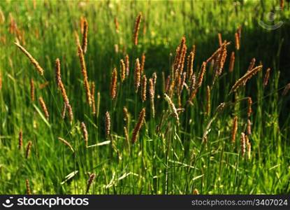 Tall flowering grass stems in spring and natural background