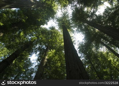 Tall Forest Trees