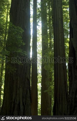 Tall Forest Trees
