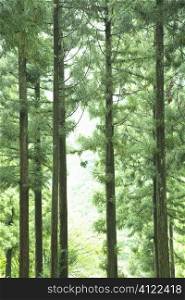 Tall forest trees