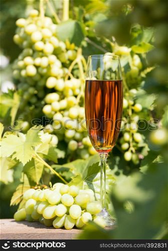 Tall glass of wine and a bunch of grapes on the background of the leaves of the vine. Shooting with natural light. Tall glass of wine and a bunch of grapes