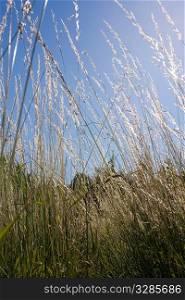 Tall grass against a blue summer sky