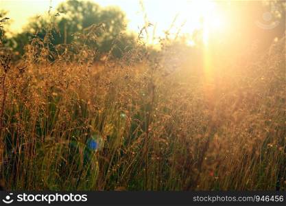 Tall grass covered with dew at sunrise. Meadow grass in sun glare. Sunny rays illuminate grass in meadow. Field with dew at dawn. Meadow plant in rays of morning sun. Sunny rays illuminate grass in meadow. Field with dew at dawn