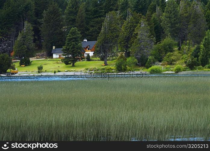 Tall grass in a lake, Lake Nahuel Huapi, San Carlos De Bariloche, Argentina