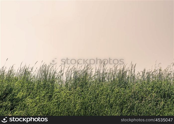 Tall grass on a meadow with clear sky