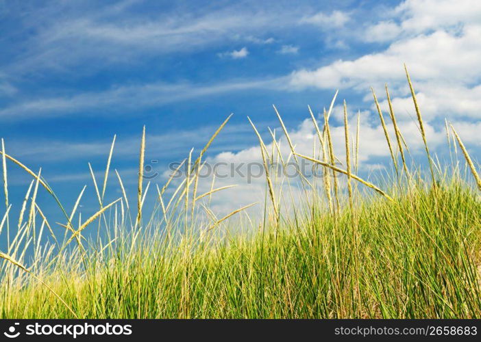 Tall grass on sand dunes