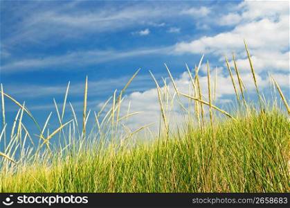 Tall grass on sand dunes