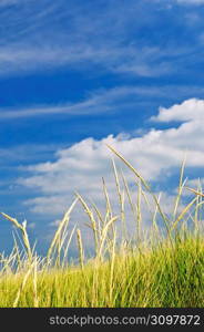 Tall grass on sand dunes