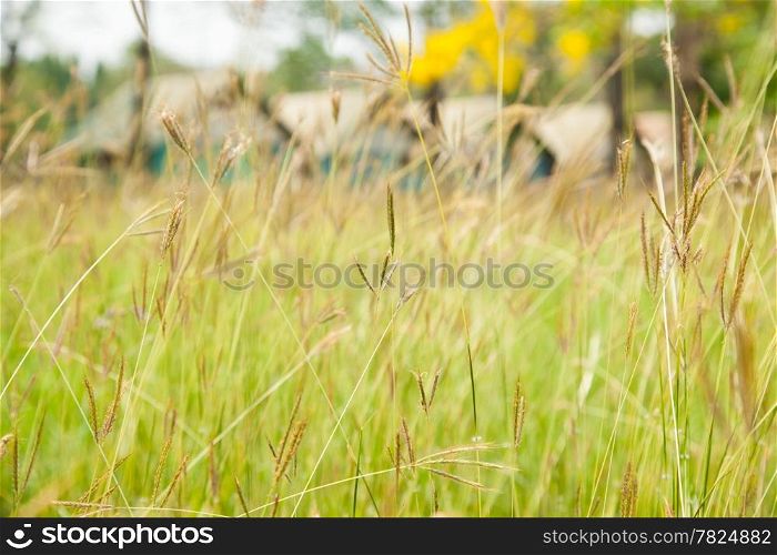 Tall grass with flowers in the grass. During the summer, it can be easily seen.