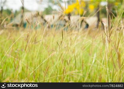 Tall grass with flowers in the grass. During the summer, it can be easily seen.