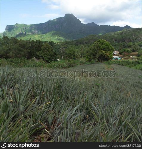 Tall Grass with Mountain in Background at Moorea in Tahiti