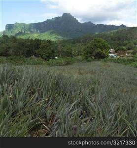 Tall Grass with Mountain in Background at Moorea in Tahiti