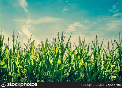 Tall green corn crops with blue sky