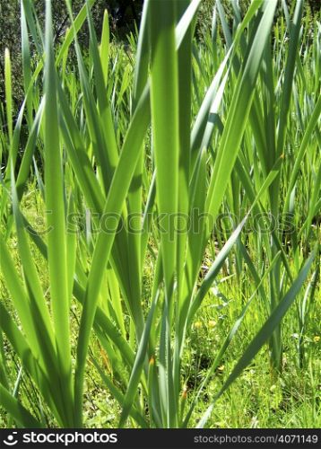 Tall green grass